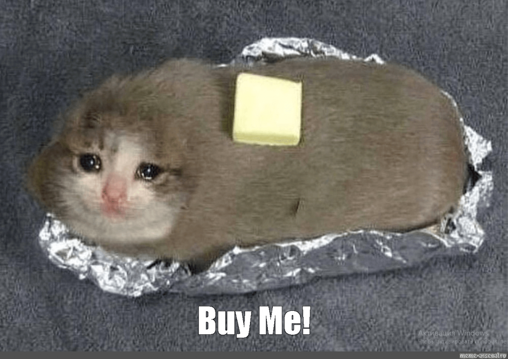 a cat meme